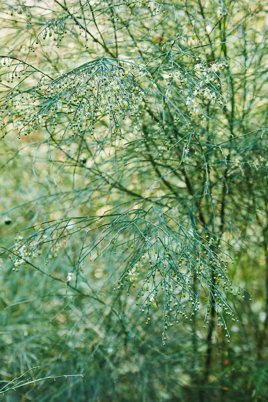 Asparagus virgatus 3g
