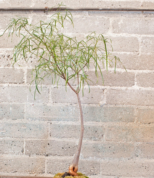 Brachychiton rupestris 5g