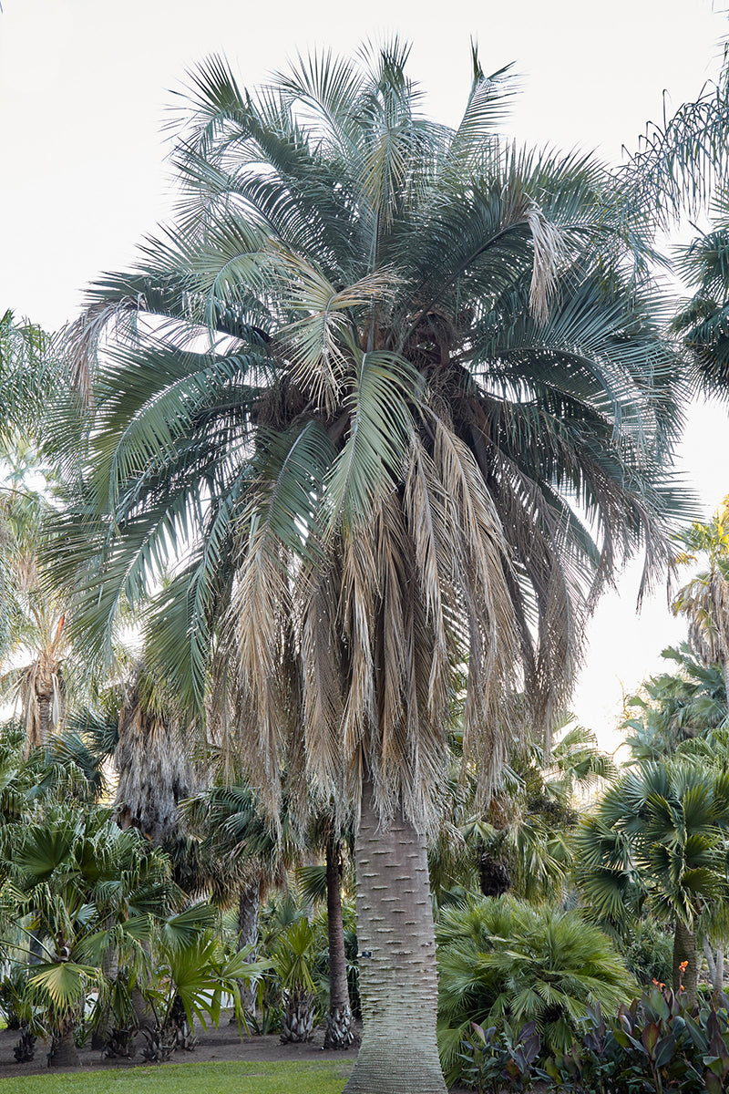 Butia x Jubaea 1g