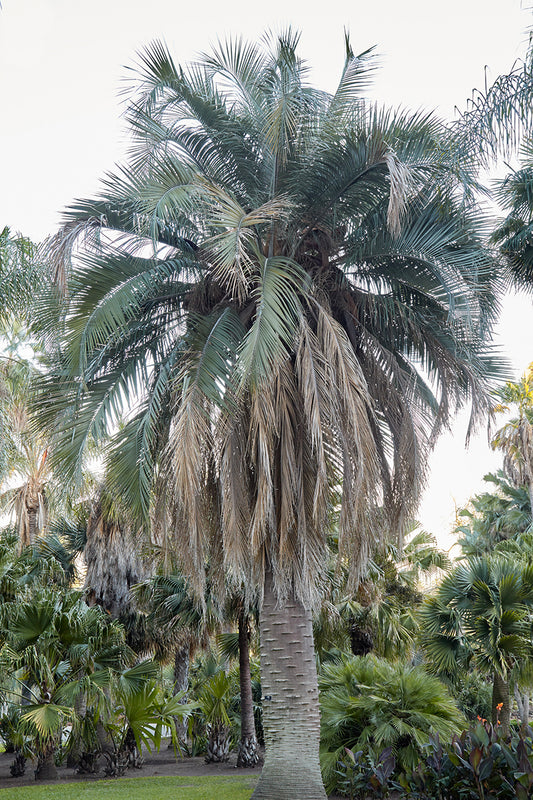 Butia x Jubaea 1g