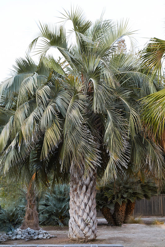 Butia x Jubaea 1g