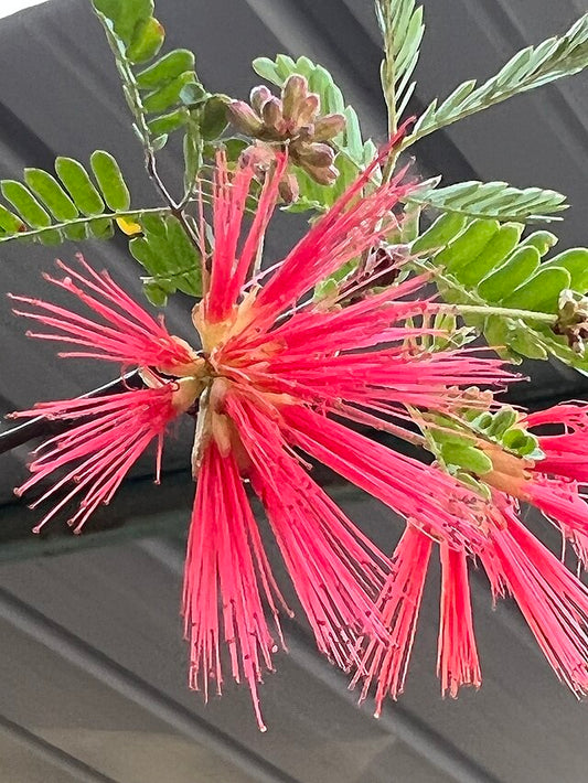 Baja Fairy Duster | Calliandra californica 3g