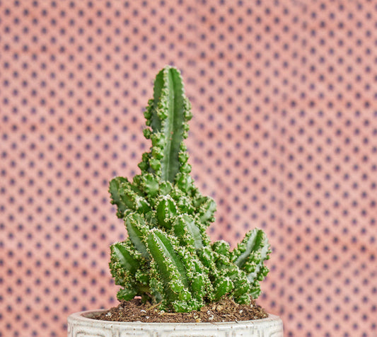 Cereus 'Paolina Euro' 6in