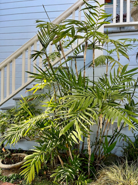 Chamaedorea microspadix 3g