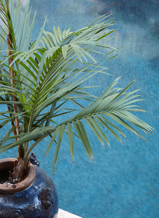 Chamaedorea radicalis 'Tree Form' 3g