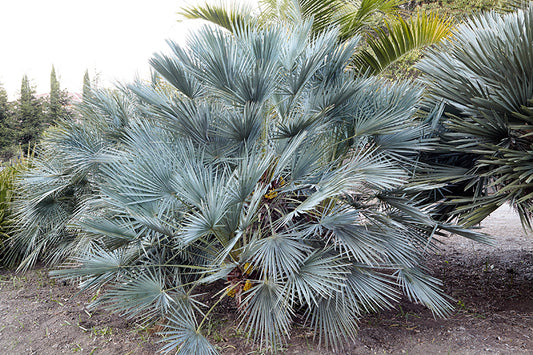 Chamaerops humilis 'Cerifera' 3g