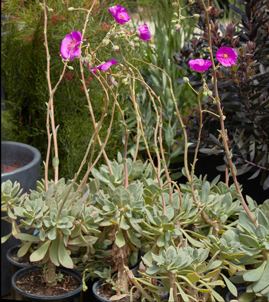 Rock Purslane | Cistanthe grandiflora 3g