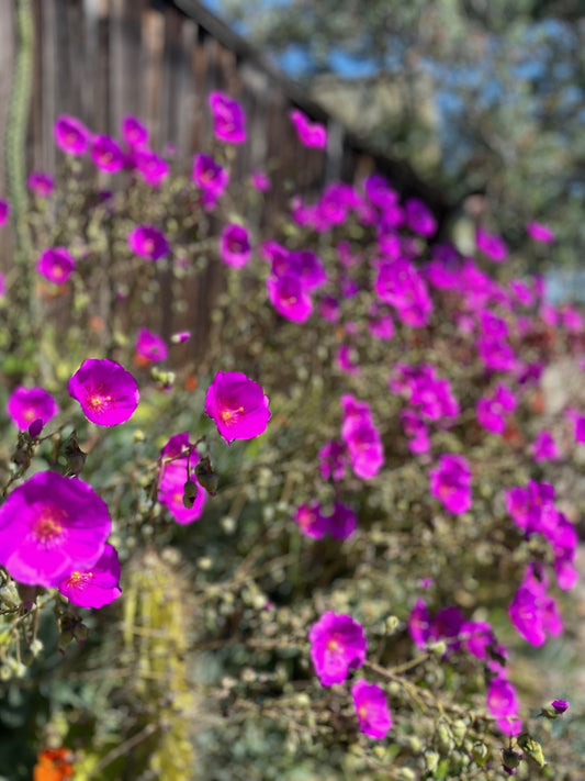 Rock Purslane | Cistanthe grandiflora 3g