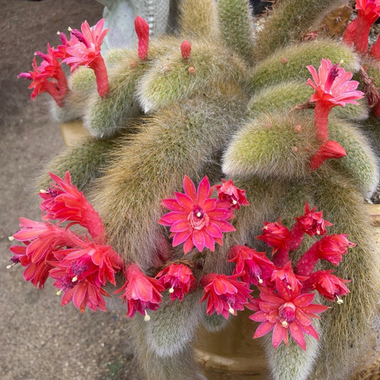Cleistocactus colademononis | Monkey Tail Cactus 6in