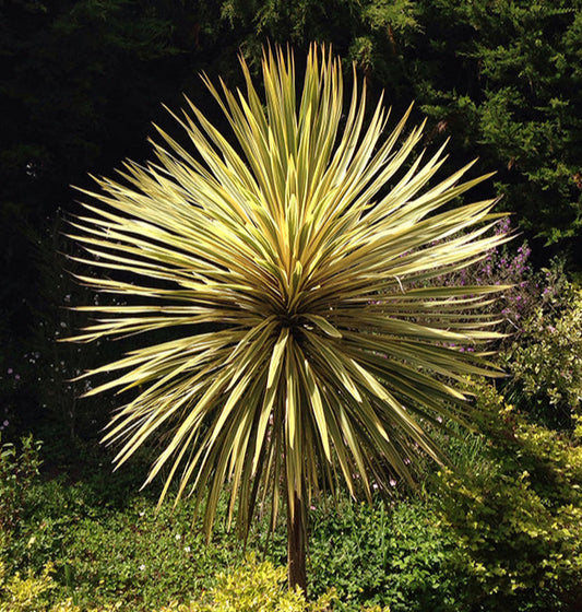 Cordyline australis 'Torbay Dazzler' 3g