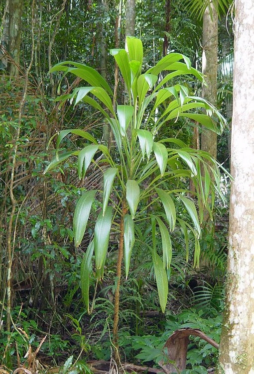 Palm Lily | Cordyline petiolaris 3g