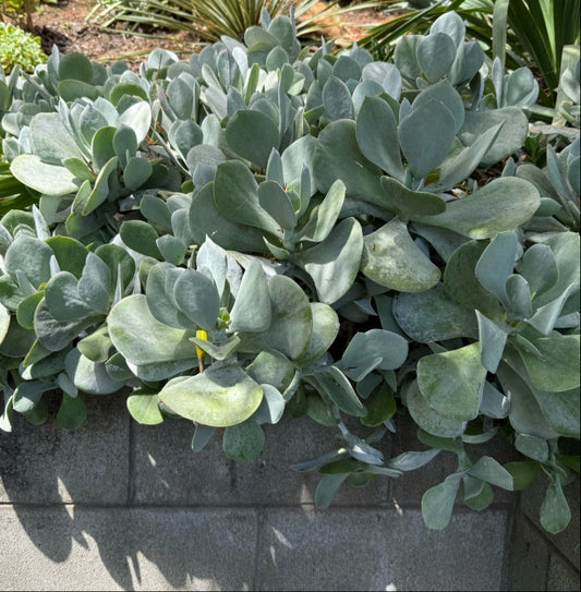 Cotyledon orbiculata 'Silver' 3g