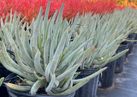 Cotyledon orbiculata var. oblonga 'Flavida Aqua' 3g