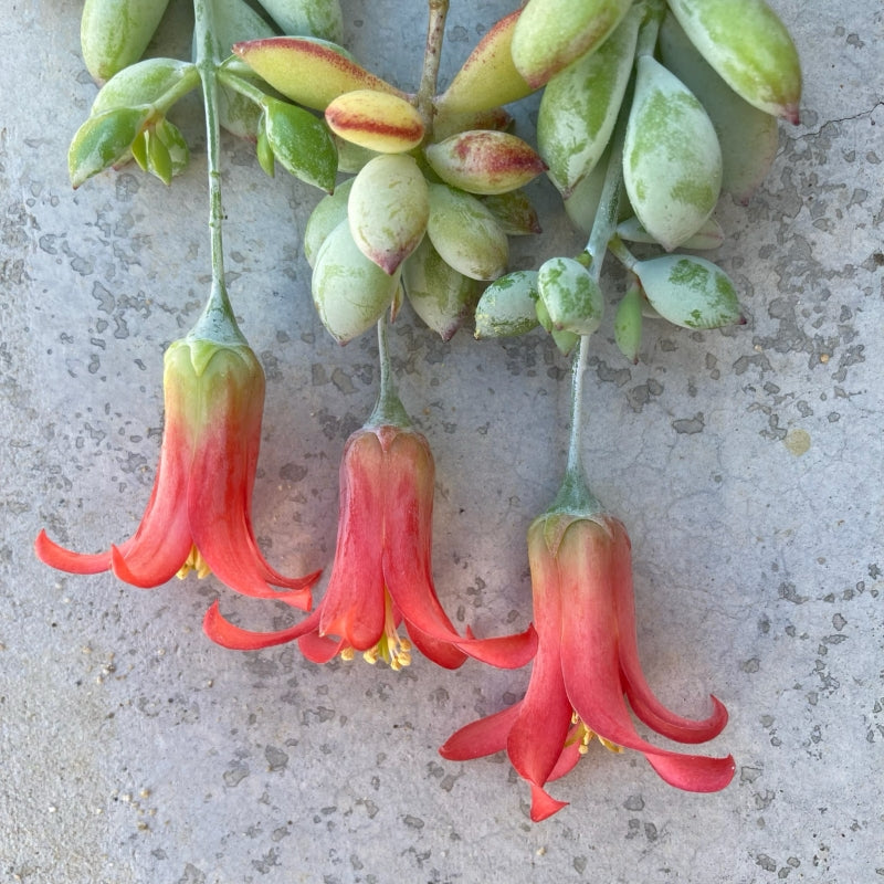 Cotyledon pendens 6in