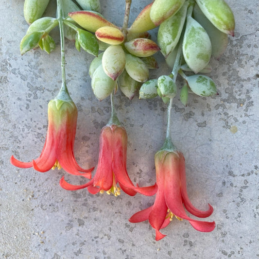 Cotyledon pendens 6in
