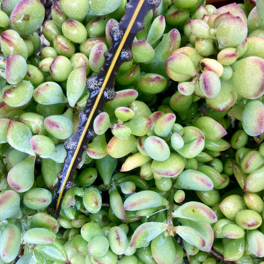 Cotyledon pendens 6in