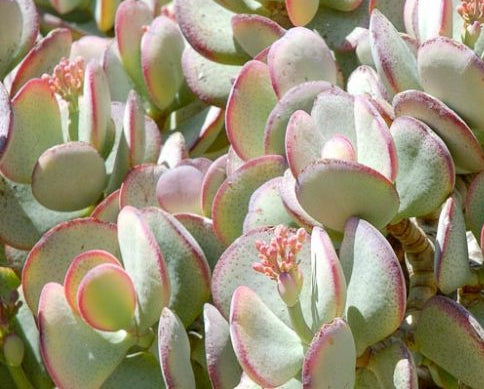 Crassula arborescens 4in
