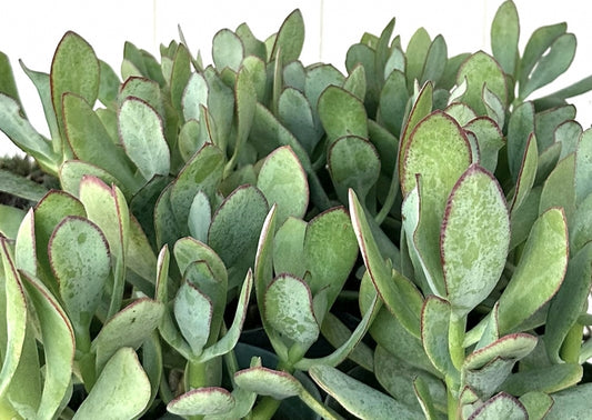 Crassula arborescens 'Blue Bird' 6in
