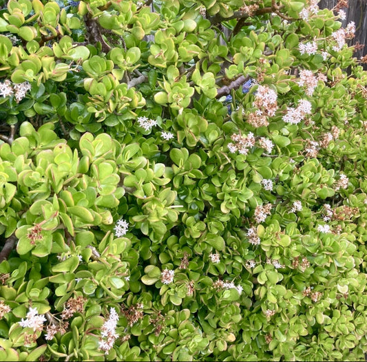 Jade Plant | Crassula ovata 6in