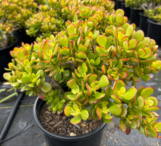 Crassula ovata 'Minima' 3g