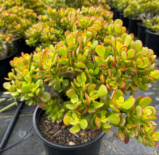 Crassula ovata 'Minima' 6in