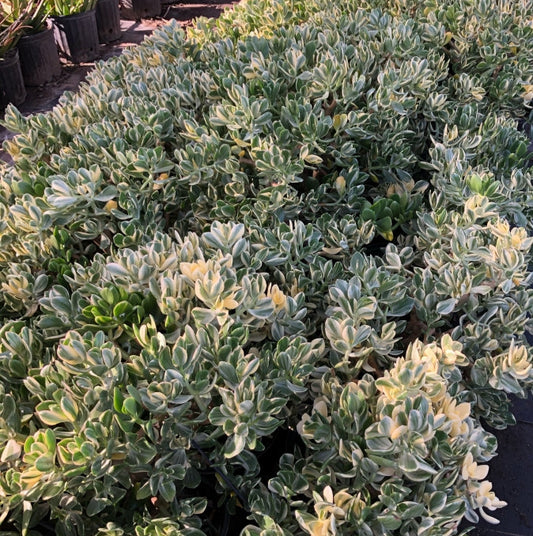 Crassula ovata 'Variegata' 3g