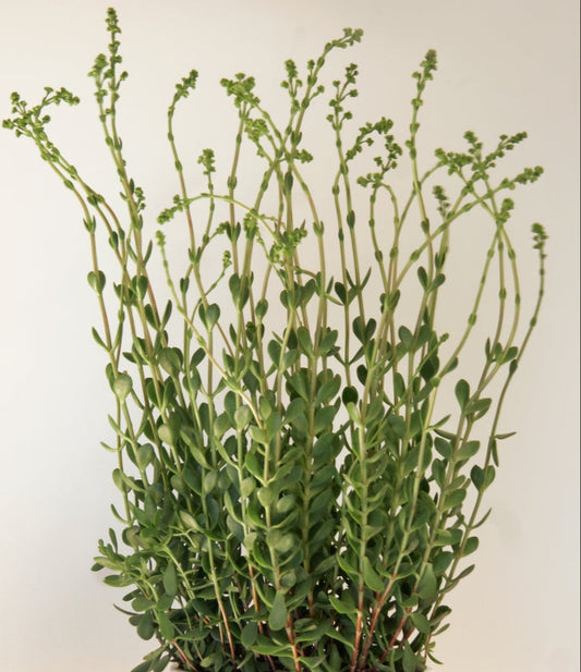 Crassula pubescens ssp. radicans 6in