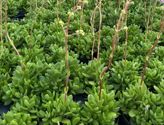 Crassula swaziensis 'Money Maker' 4in