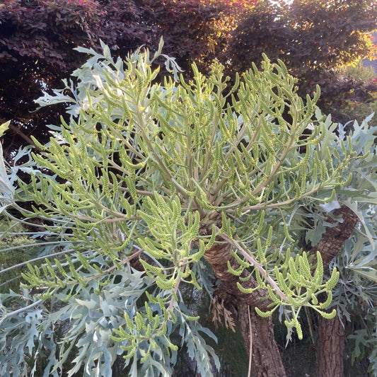 Cussonia paniculata ssp. sinuata 5g