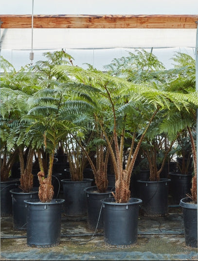 Cyathea cooperi 5g