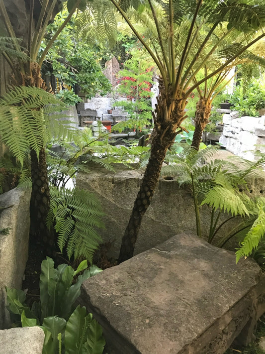 Cyathea cooperi 5g