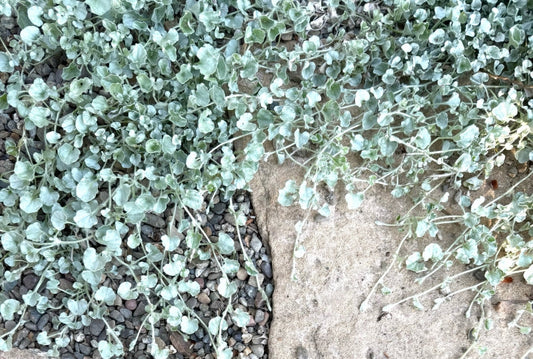 Dichondra 'Silver Falls' 6in