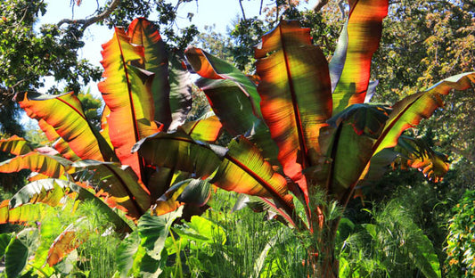 Ensete ventricosum Maurelii | Red Abyssinian 'Banana' 5g