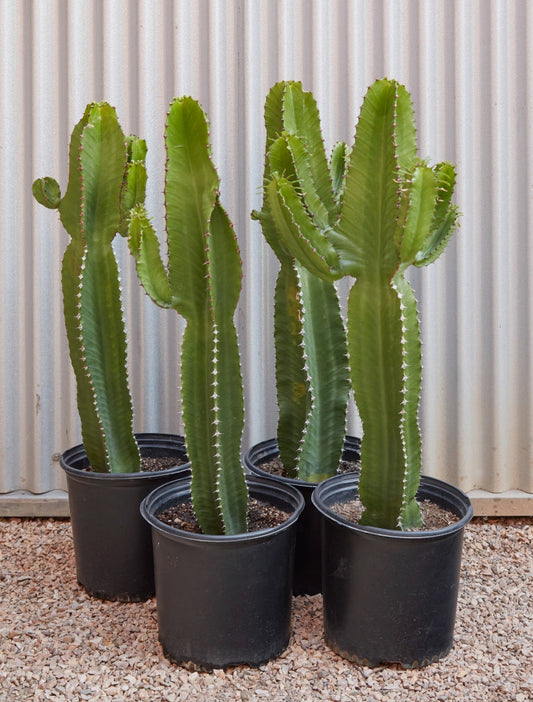 Euphorbia ingens | Candelabra Tree 3g
