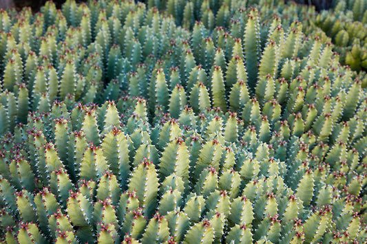 Euphorbia resinifera 3g