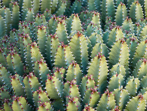 Euphorbia resinifera 6in