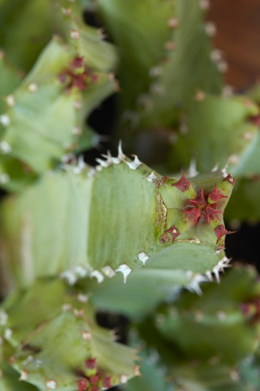 Euphorbia resinifera 3g