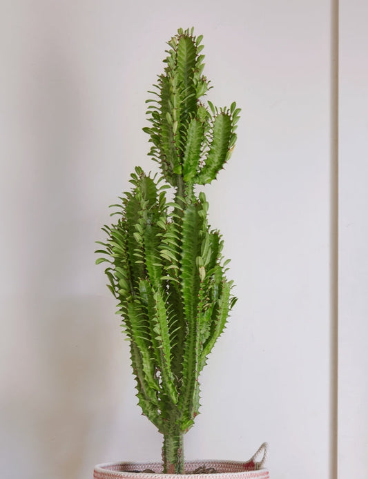Euphorbia trigona 4in