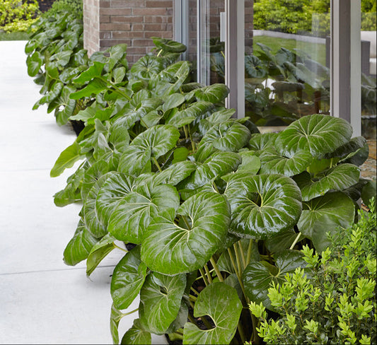 Giant Leopard Plant | Farfugium japonicum giganteum 3g