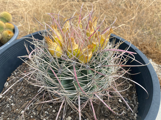 Ferocactus Cylindreaus 100 seeds