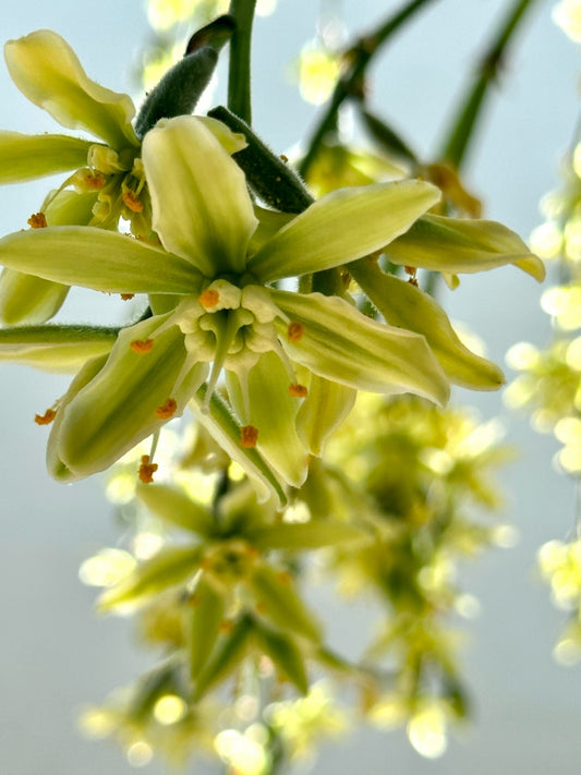 Furcraea parmentieri 3g