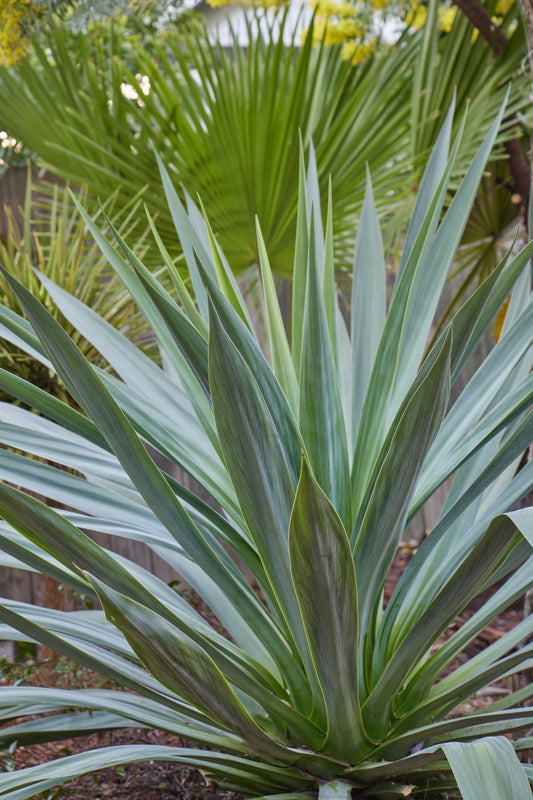 Furcraea parmentieri 3g