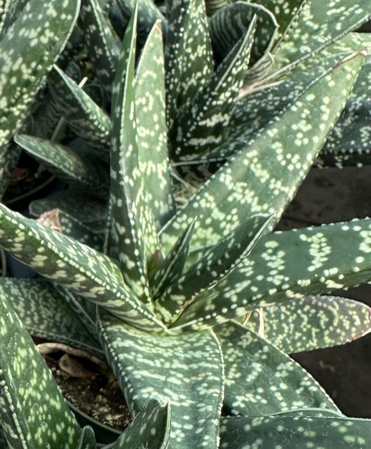 Gasteria acinacifolia 3g