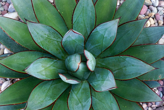 Agave 'Blue Ember' 3g