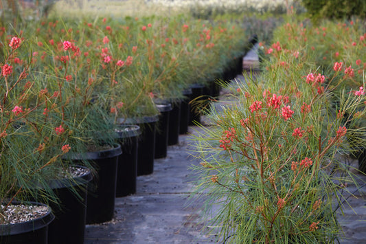Grevillea 'Long John' 5g