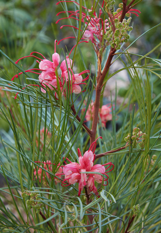 Grevillea 'Long John' 5g