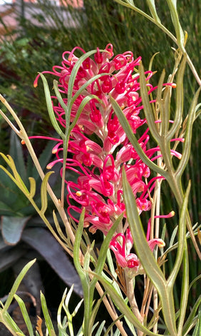 Grevillea 'Sylvia' 5g