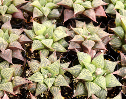 Haworthia retusa f. acuminata 4in