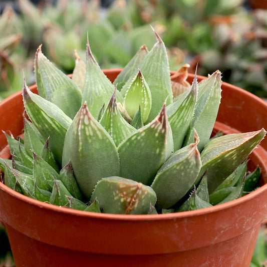 Haworthia turgida var. longibracteata 4in
