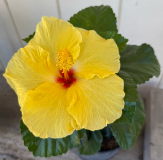 Hibiscus rosa-sinensis 'Hula Girl' 3g